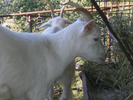 Holiday Home Poggio ai Venti - goats