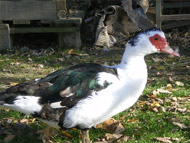 Holiday Home Poggio ai Venti, the duck